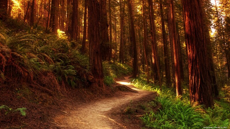 Path Through Redwood Forest — Serene