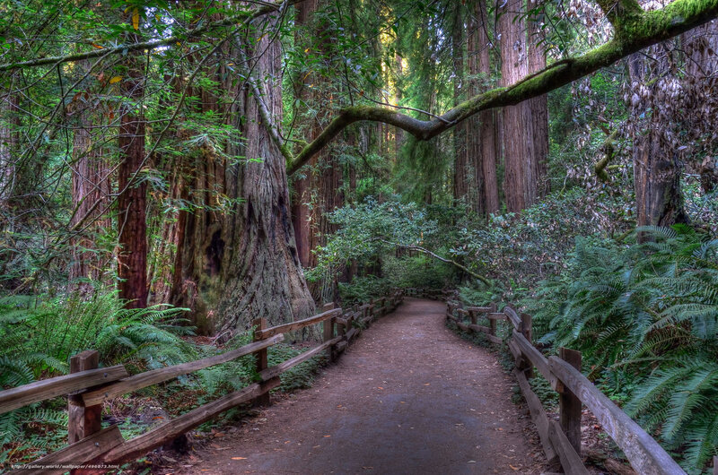 Path through redwood forest