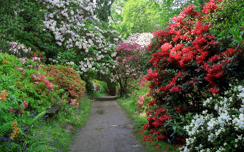 Path Through Rhododendron Garden