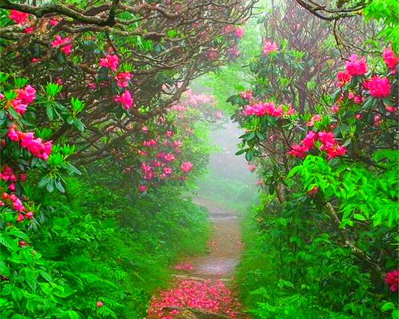 Path Through Rhododendron Grove