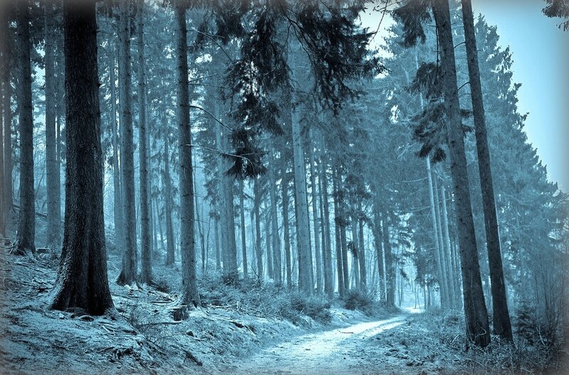 Path Through Snowy Forest