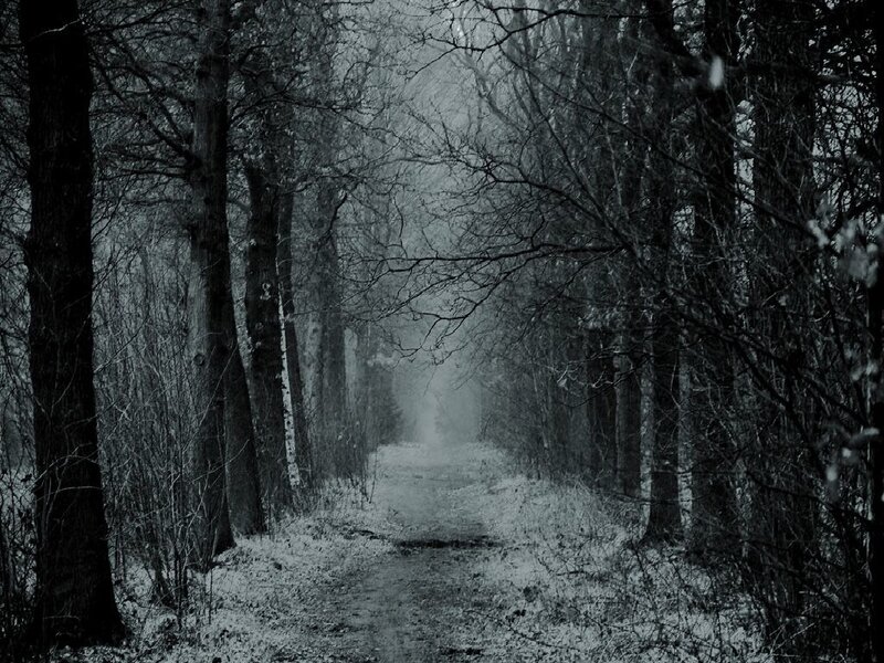 Path Through Snowy Woods