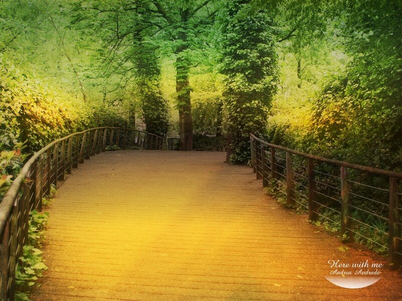 path through sunlit forest