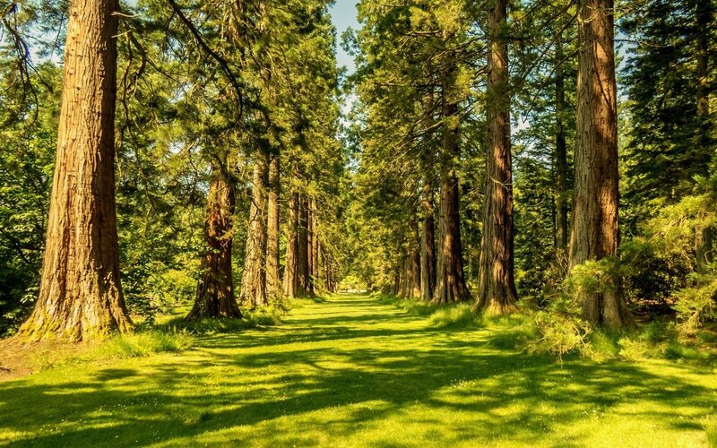 Path Through Tall Trees — Green