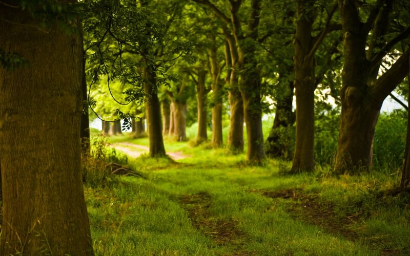 Path Through Tree-lined Grove