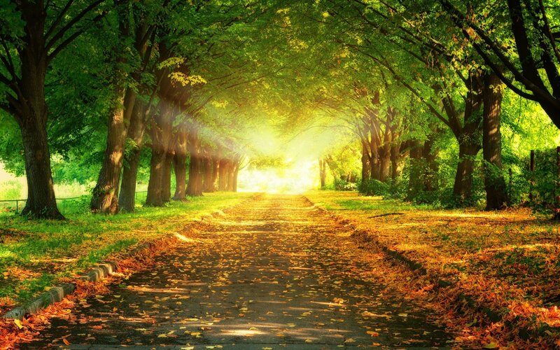 Path Through Tree Tunnel — Green, Serene, Afternoon