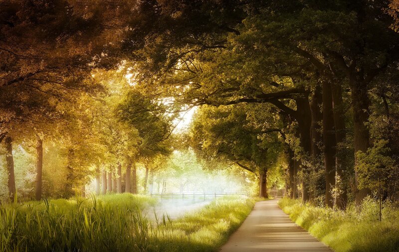 Path Through Tree Tunnel — Green, Serene