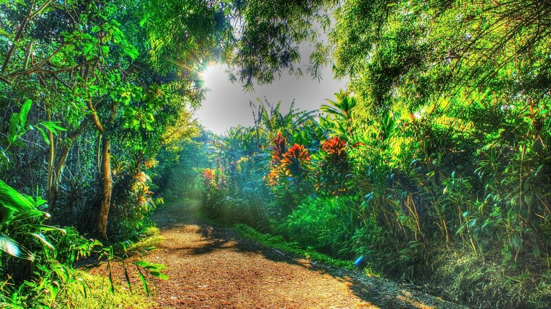 Path Through Tropical Forest