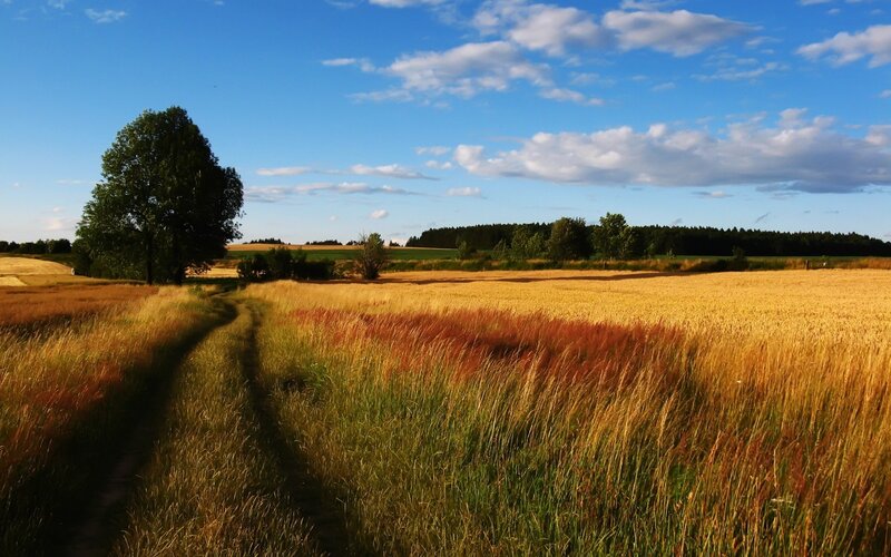 Path Through Wheat Field — Blue, Serene