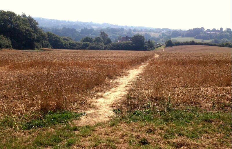 Path Through Wheat Field — Brown