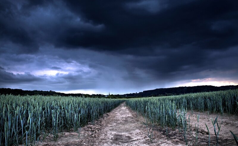 Path Through Wheat Field — Dark Blue, Dramatic, Afternoon