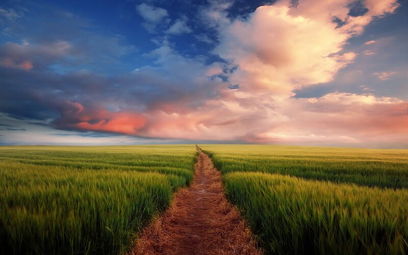 Path Through Wheat Field — Green, Dramatic