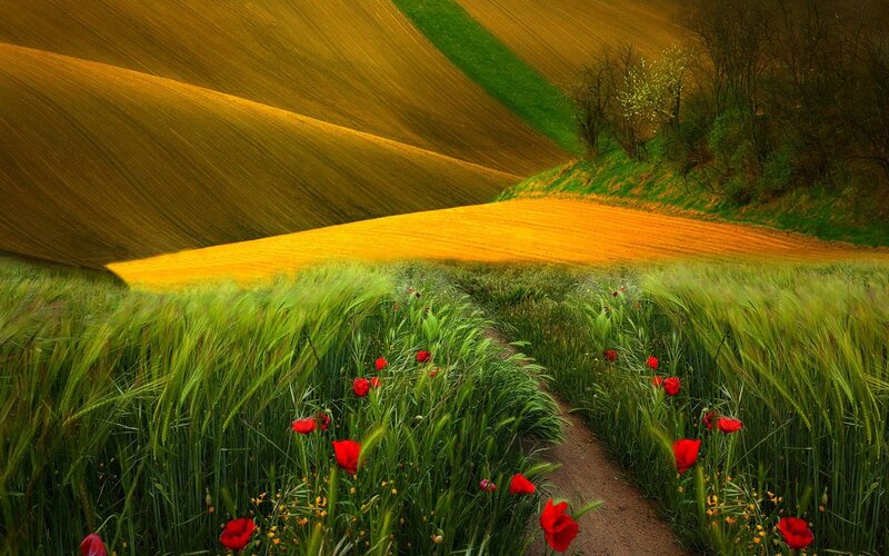 Path Through Wheat Field — Green, Serene