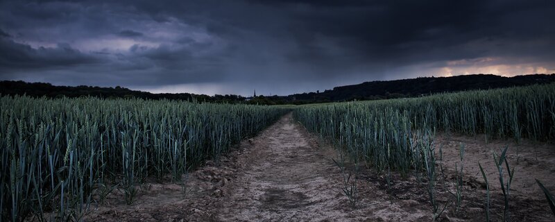 Path through wheat field under stormy sky