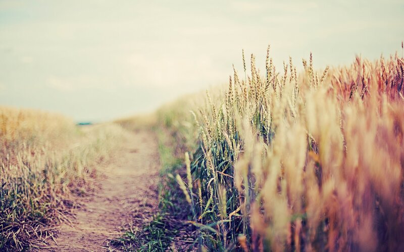 Path Through Wheat Field — Yellow, Serene