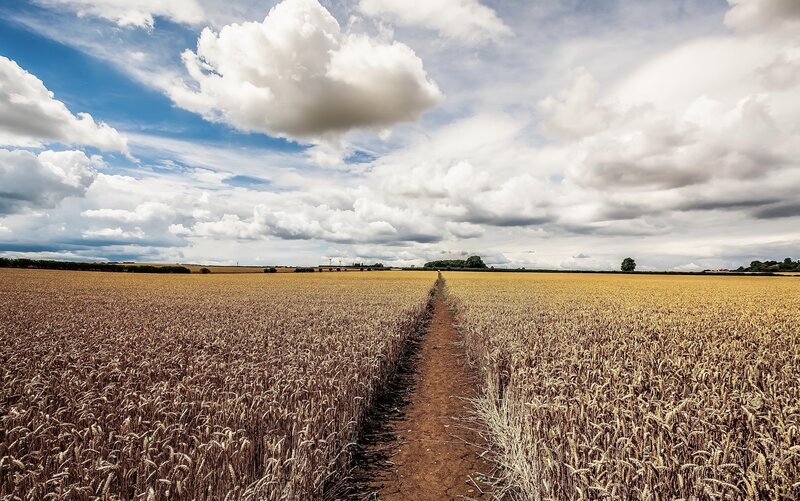 Path Through Wheat Field — Yellow