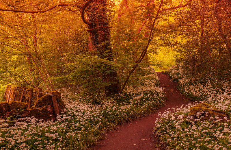 Path Through Wild Garlic