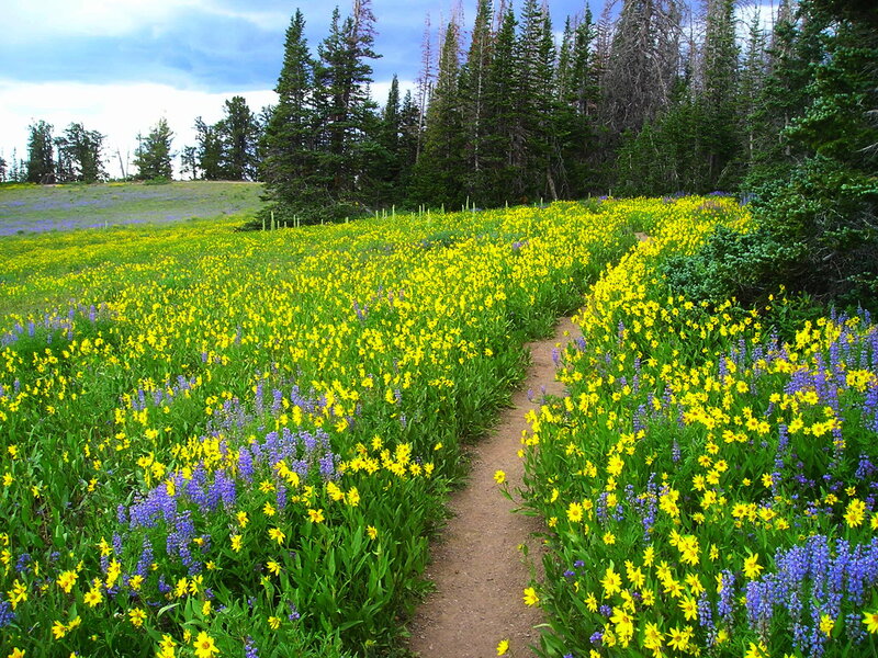 Path Through Wildflower Field — Yellow, Serene
