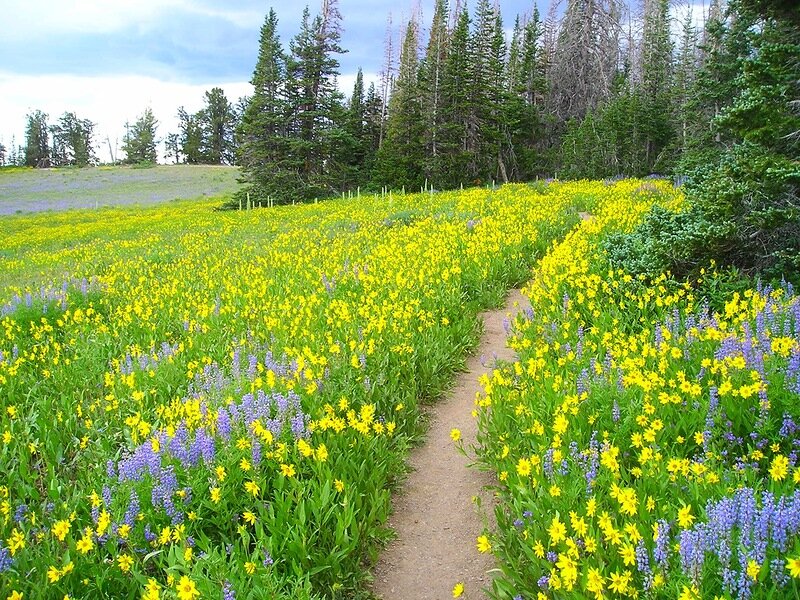Path Through Wildflower Field — Yellow