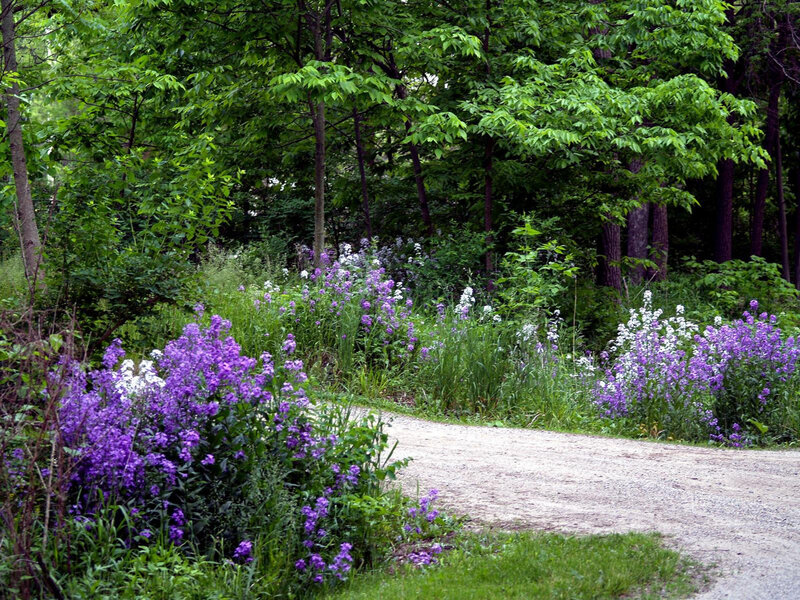 path through wildflower garden