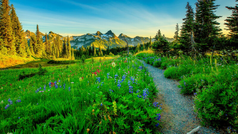 Path Through Wildflower Meadow — Green