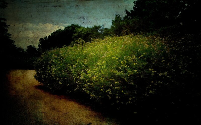 Path through wildflowers at dusk