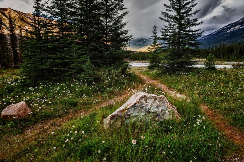 Path Through Wildflowers — Green, Dramatic