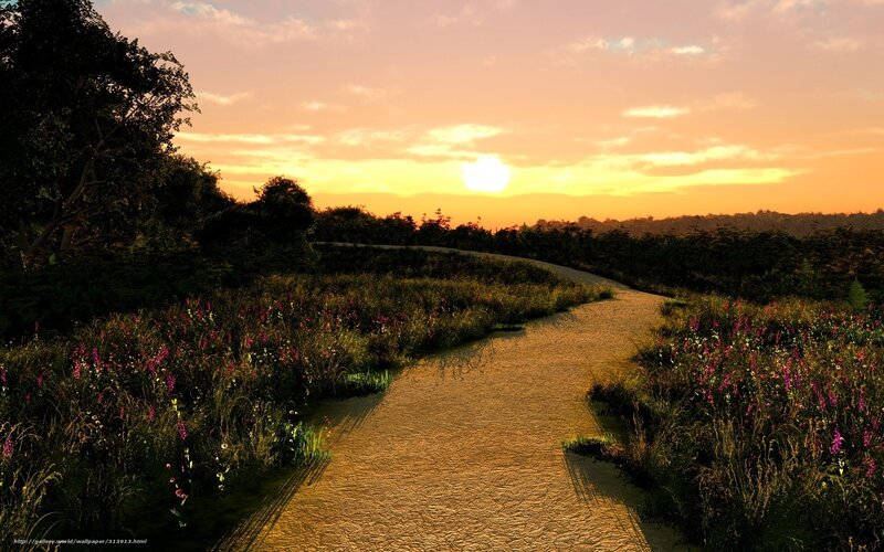 Path Through Wildflowers — Orange