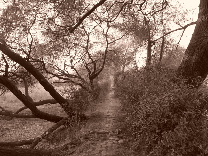Path Through Wooded Area — Brown, Serene