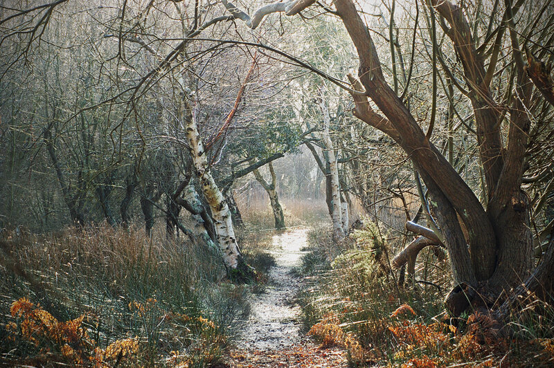 Path Through Wooded Area — Brown