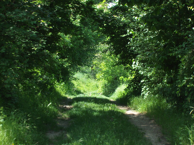 Path Through Wooded Area — Green, Serene, Afternoon