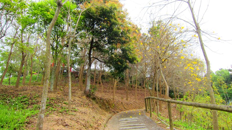 Path Through Wooded Area — Green, Serene, Autumn