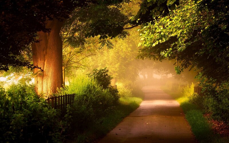 Path Through Wooded Area — Green, Serene, Morning