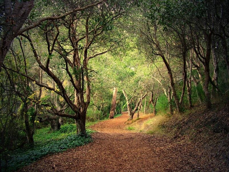 Path Through Wooded Area — Green, Serene