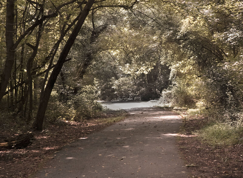 Path Through Wooded Area — Green