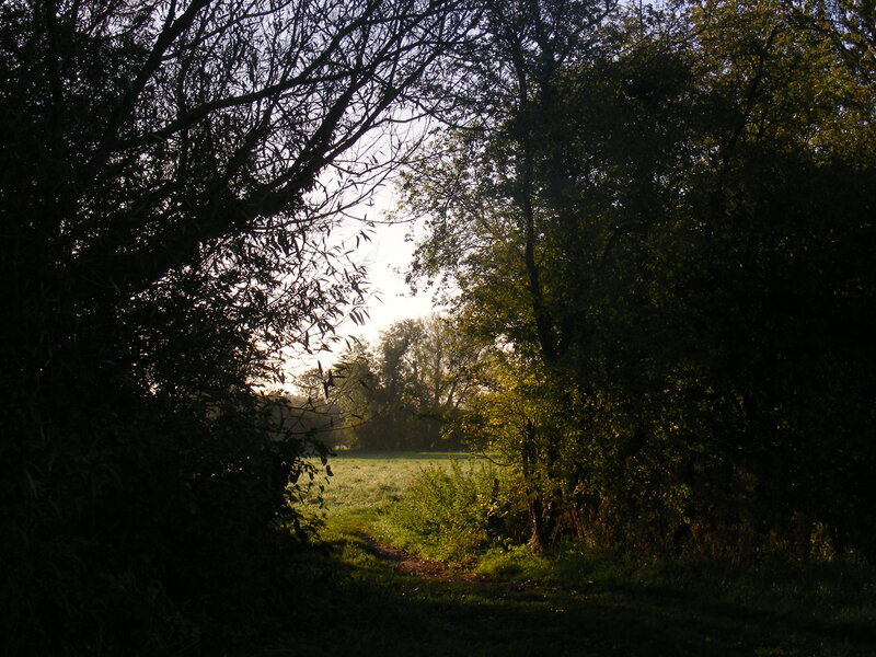 Path Through Wooded Area