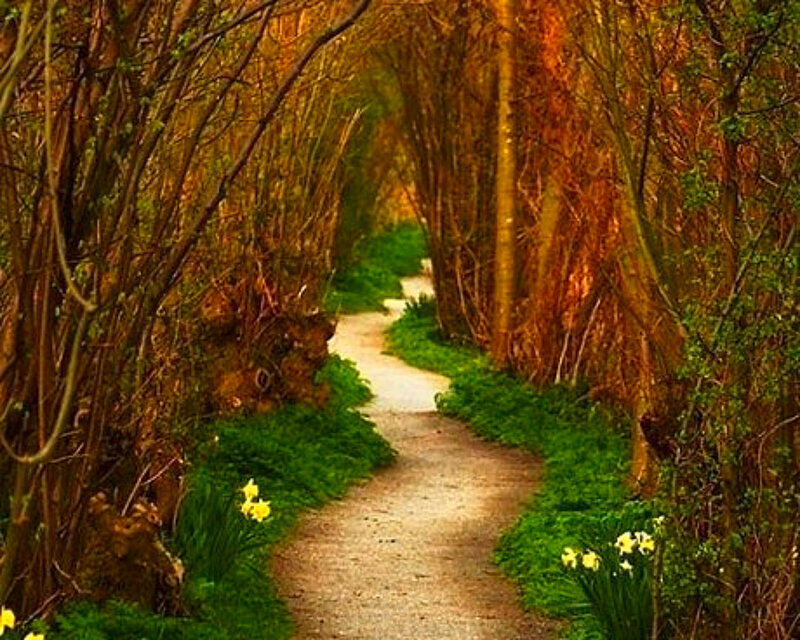 Path Through Wooded Tunnel — Green