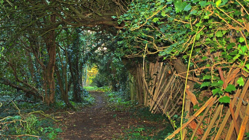 Path Through Wooded Tunnel
