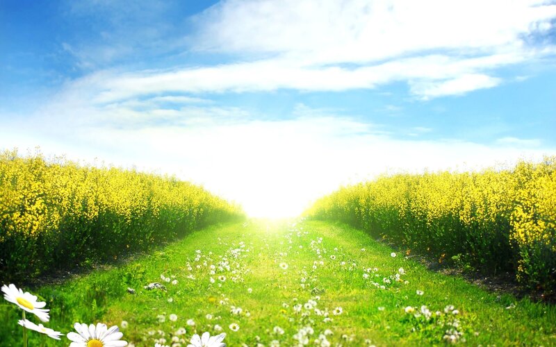 Path Through Yellow Field — Green