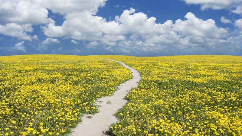 Path Through Yellow Flowers — Serene, Afternoon