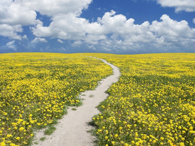 Path Through Yellow Flowers — Serene