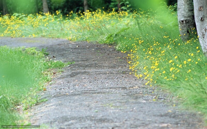 Path through yellow flowers