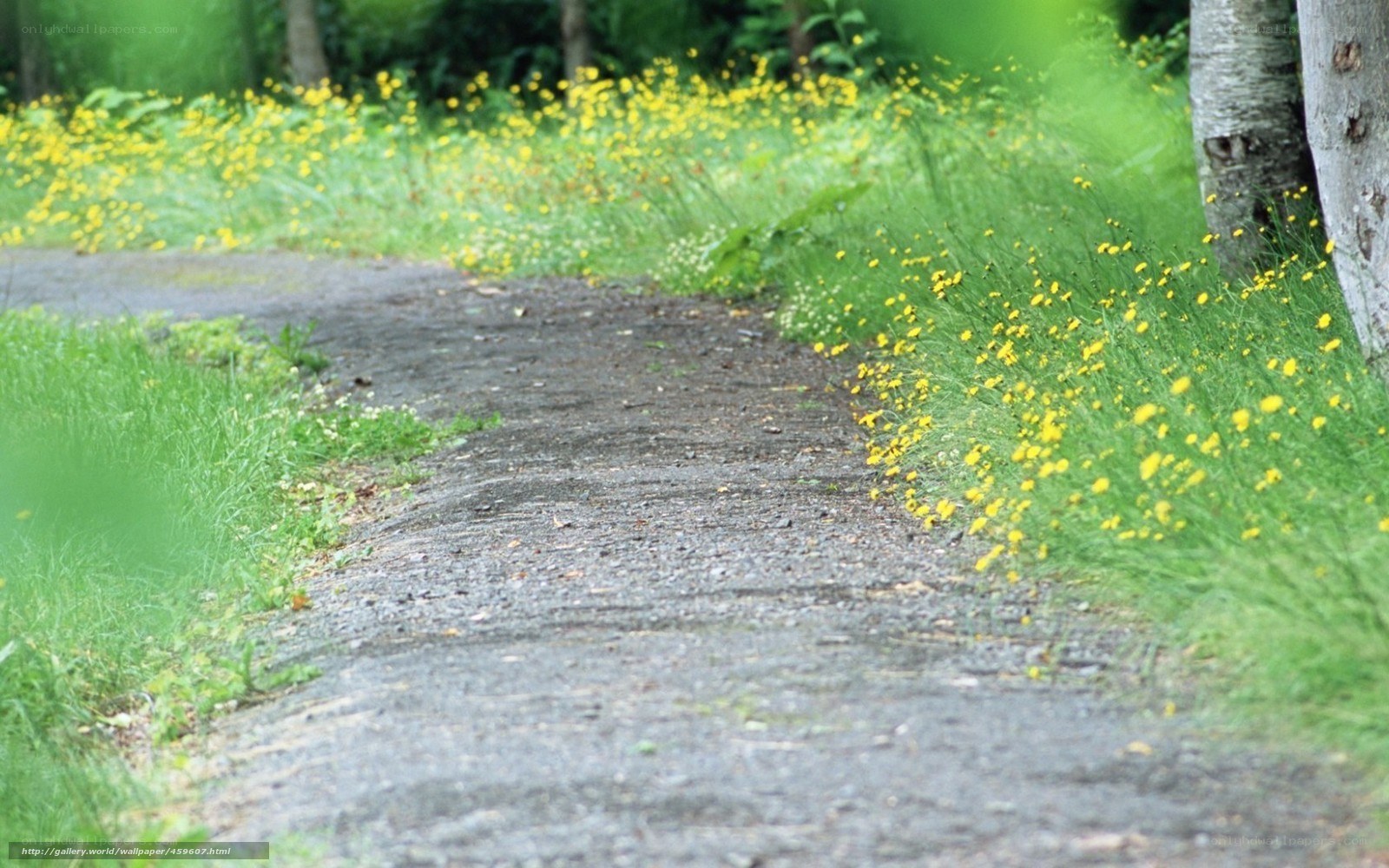 Path through yellow flowers