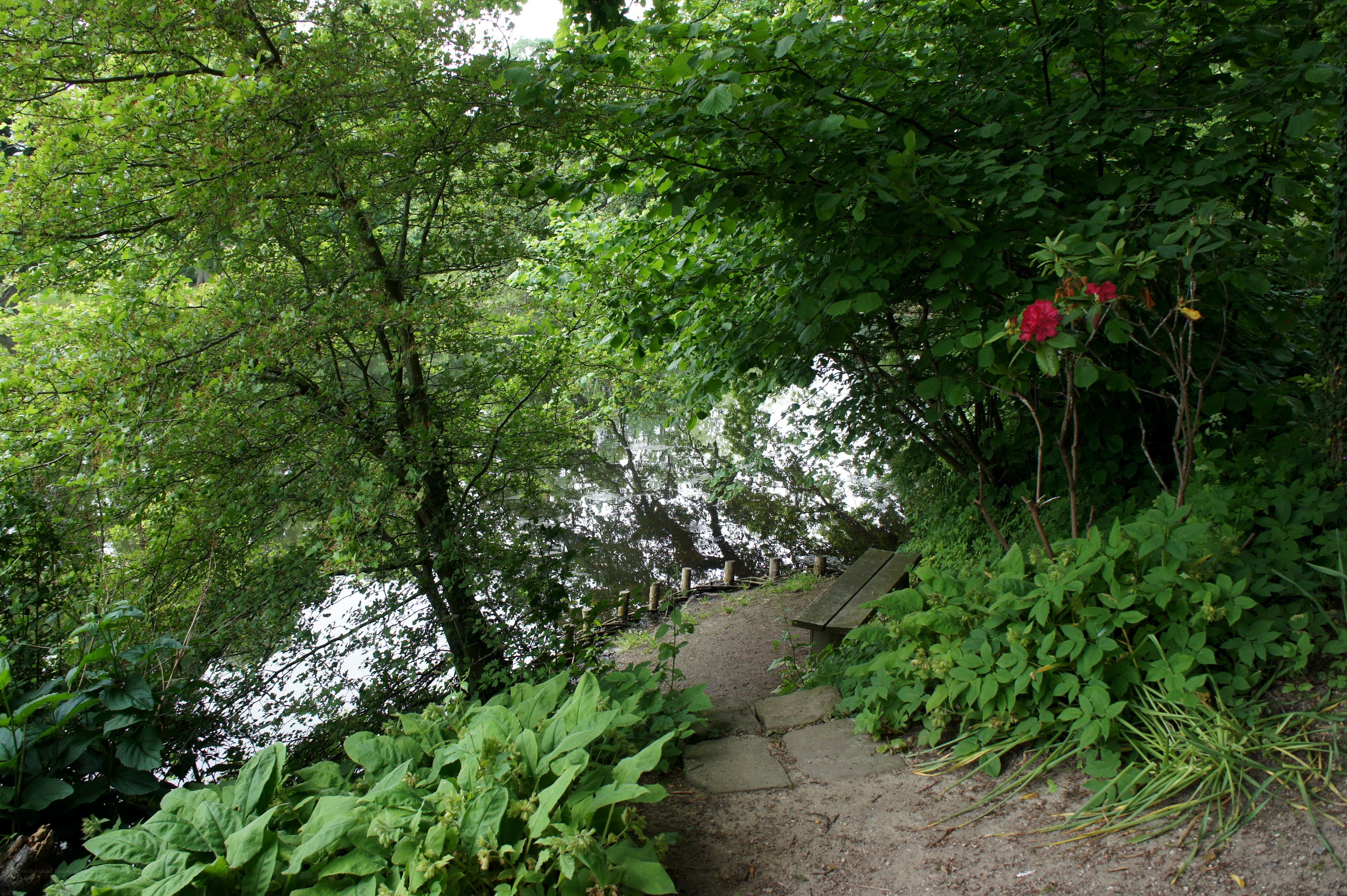 Path to a lakeside bench