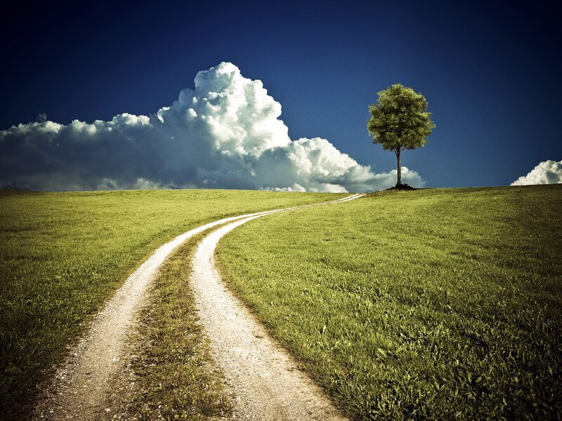 Path to a solitary tree