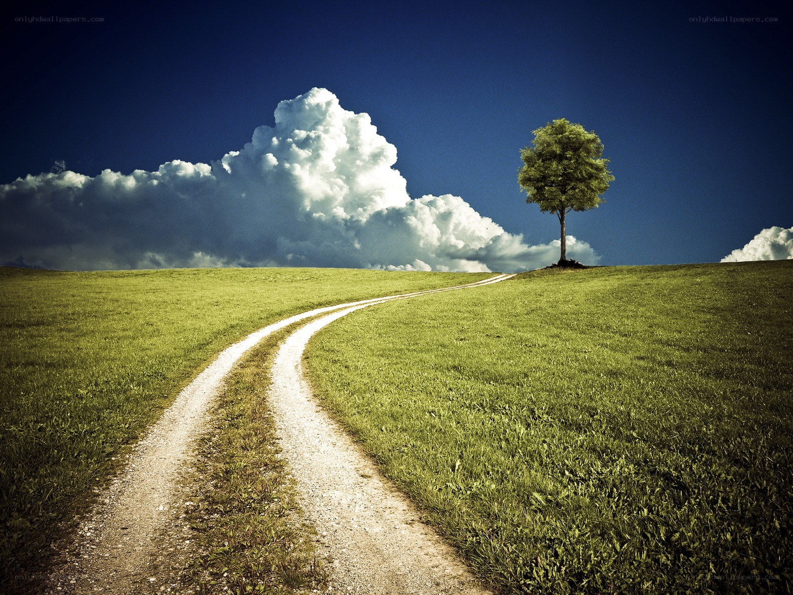 Path to a solitary tree