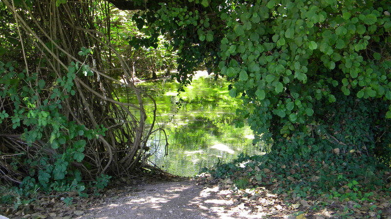Path to River under Trees