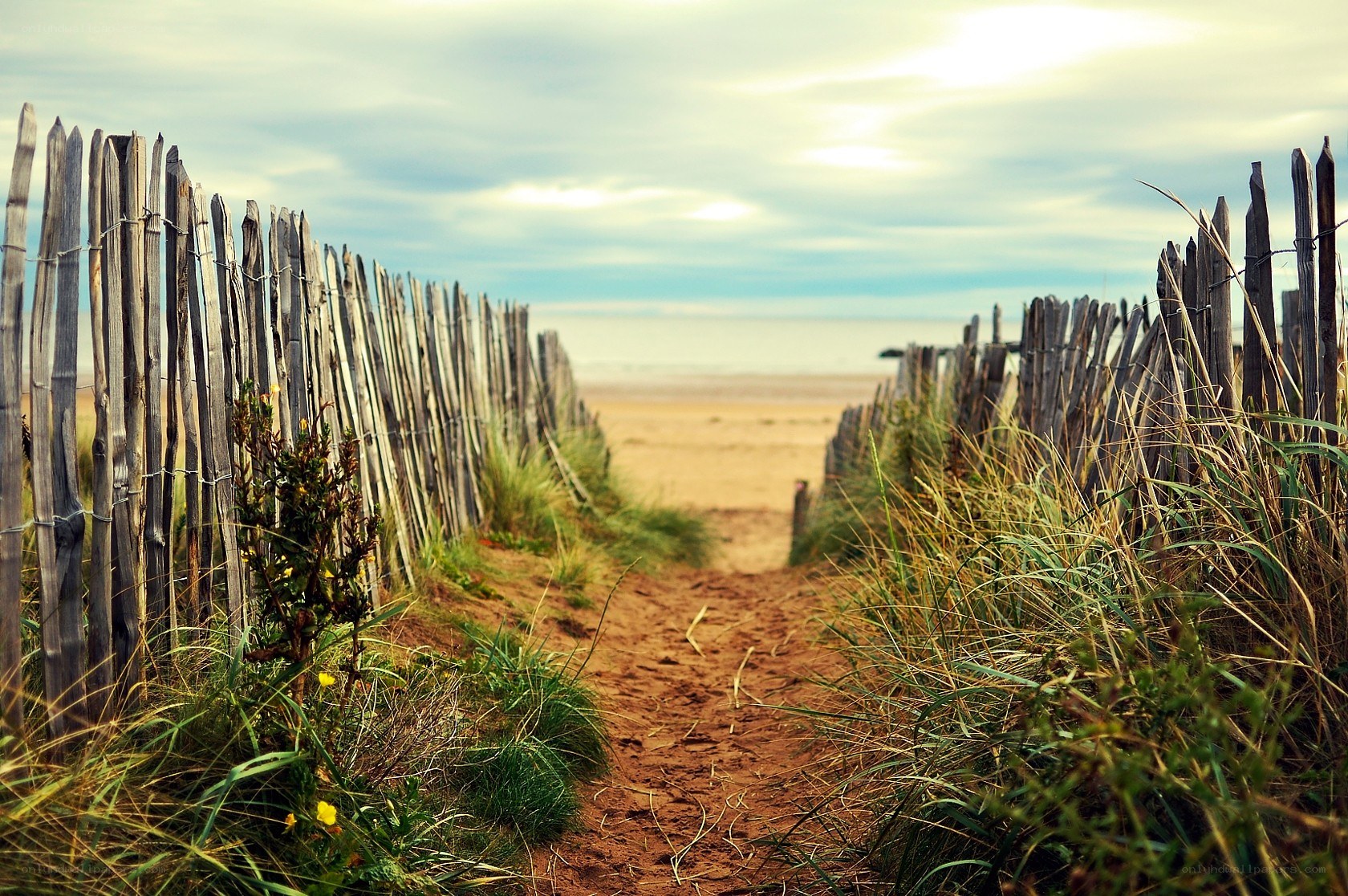 Path to the beach through dunes