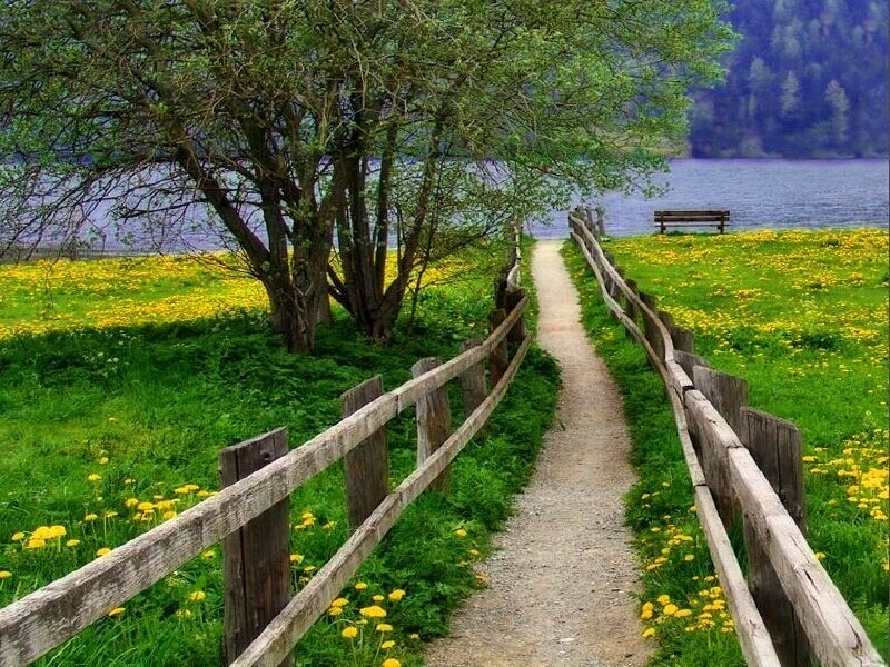 Path to the lake