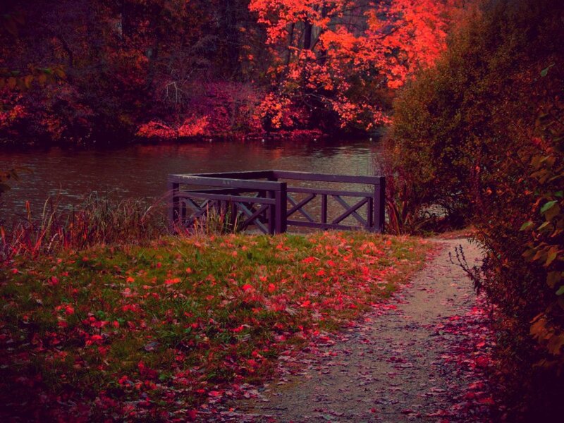 Path to Wooden Bridge
